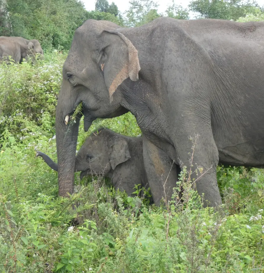 Nationalparks in Sri Lanka