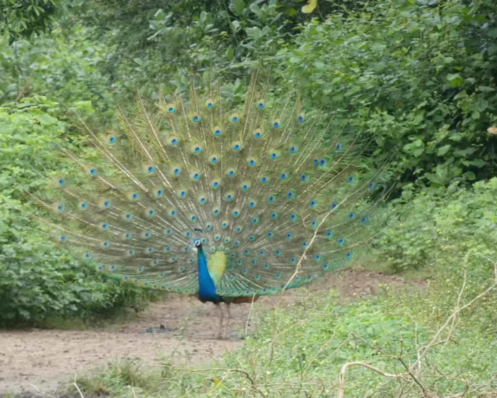 Udawalawa Nationalpark
