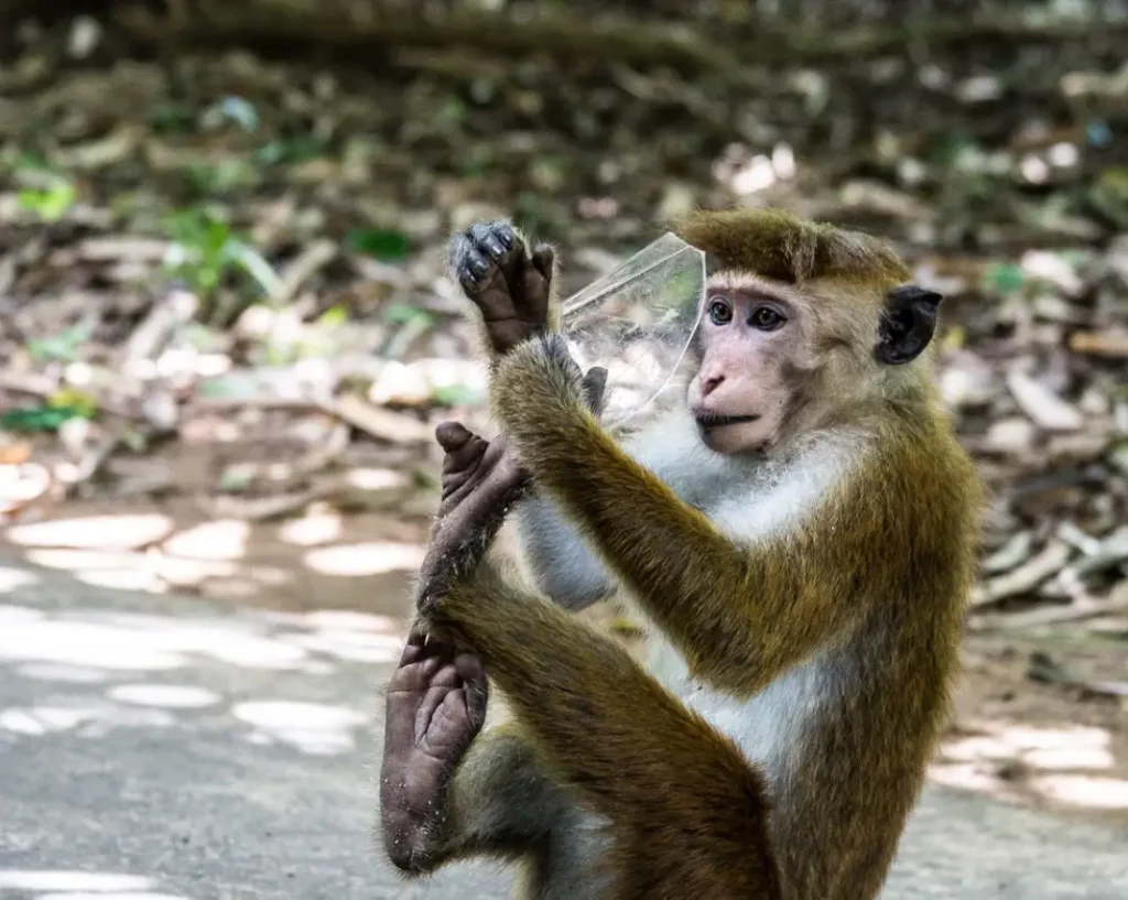 Wilpattu und Wasgamuwa