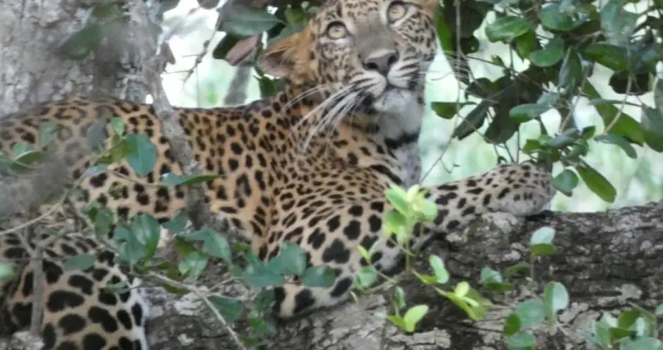 Yala und Mineriya/Kaudulla