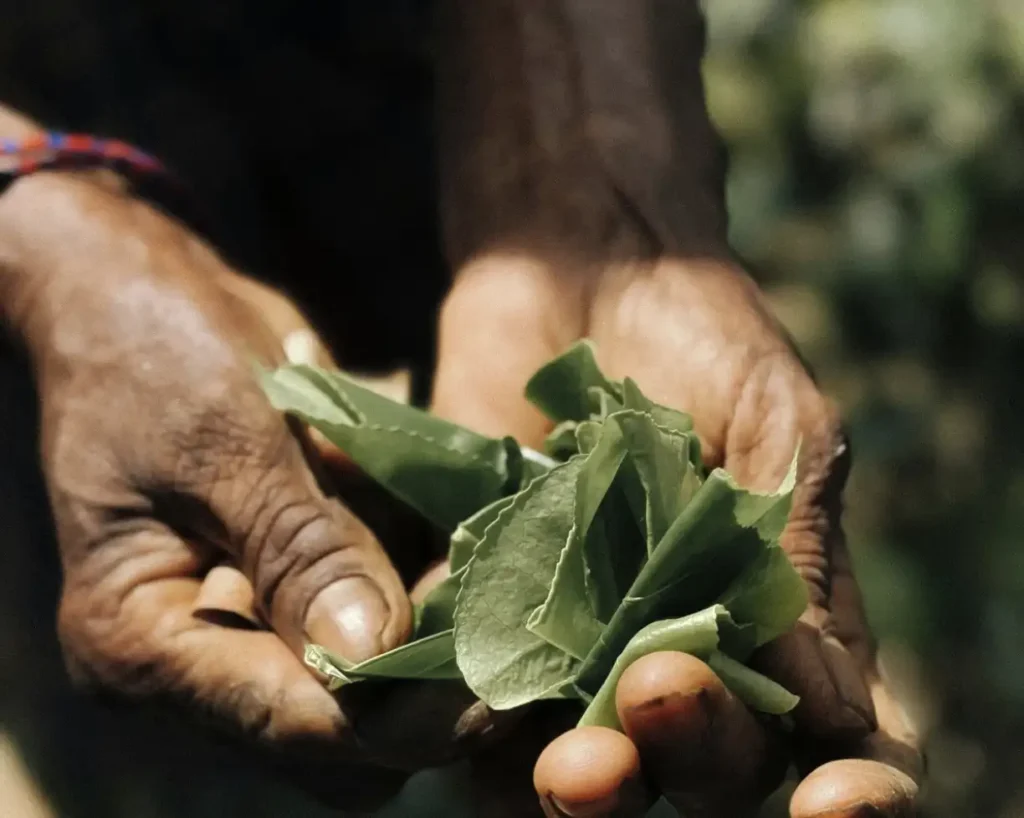 Gewürzgärten Sri Lanka